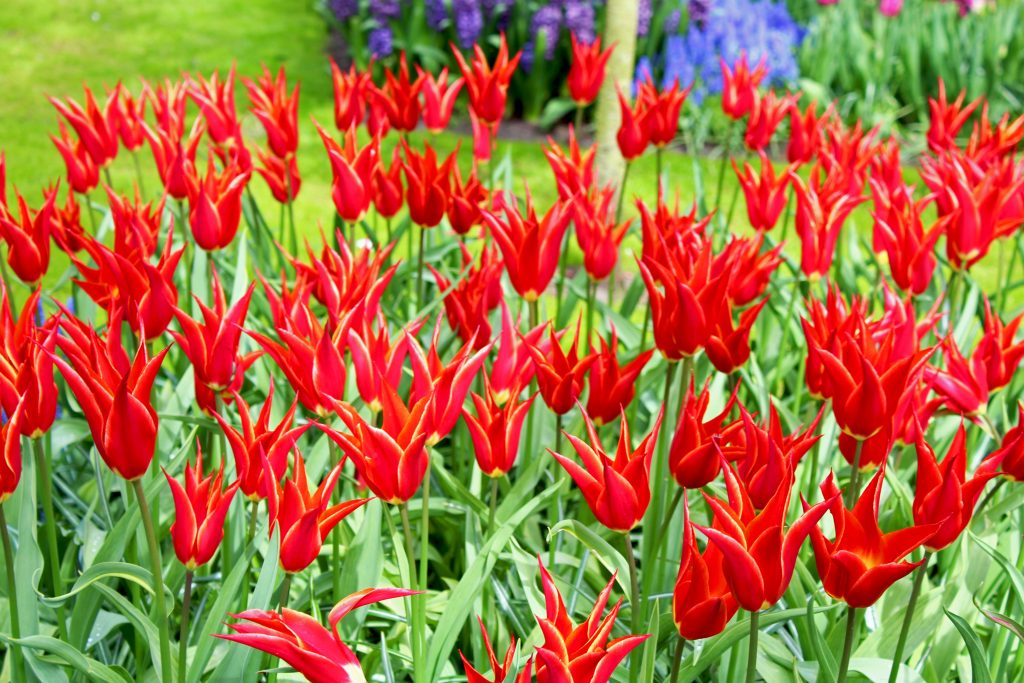 Tulip Gardens Keukenhof