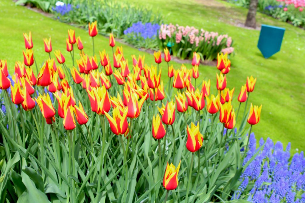Tulip Gardens Keukenhof